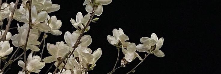 . banner