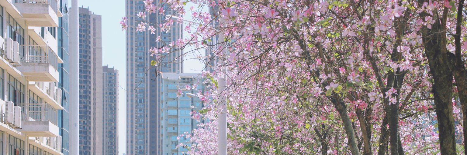 shiqi776's profile banner image