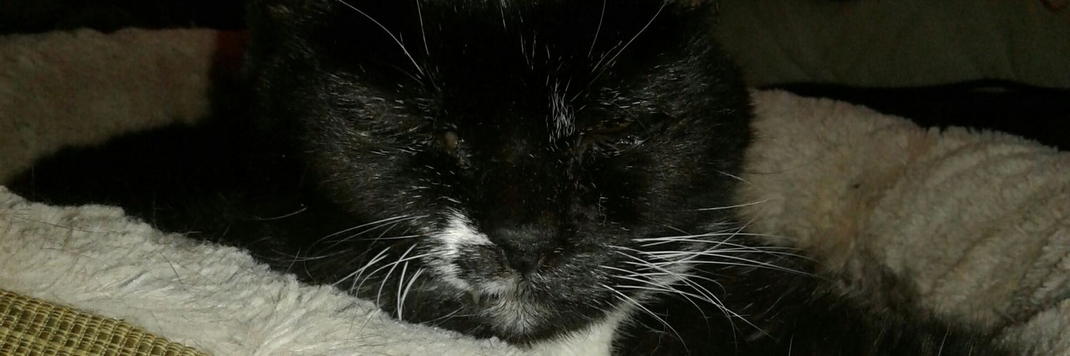 twocatson35's profile banner image
