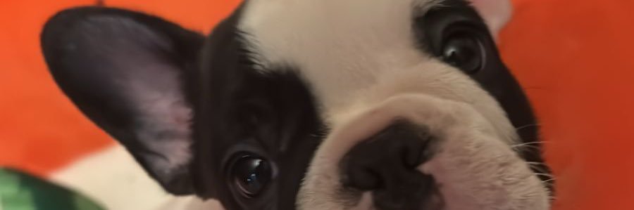F banner