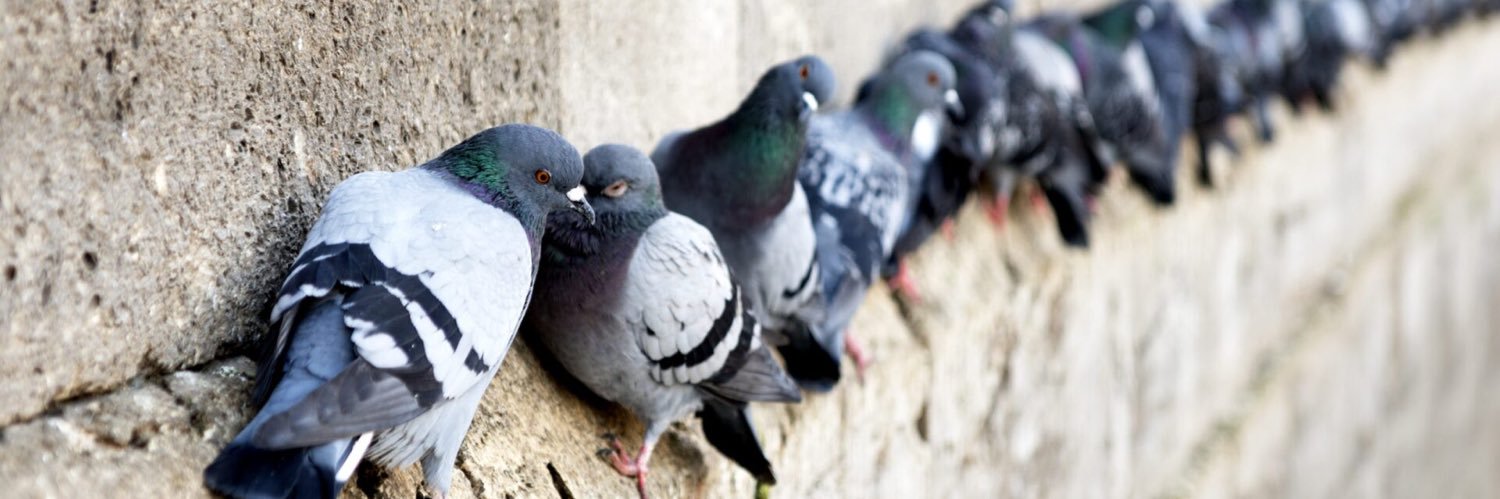 PigeonTrades's profile banner image