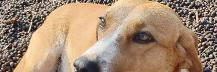 Carlosruth2016's profile banner image