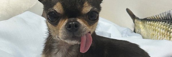 SpinBingBing Profile Banner