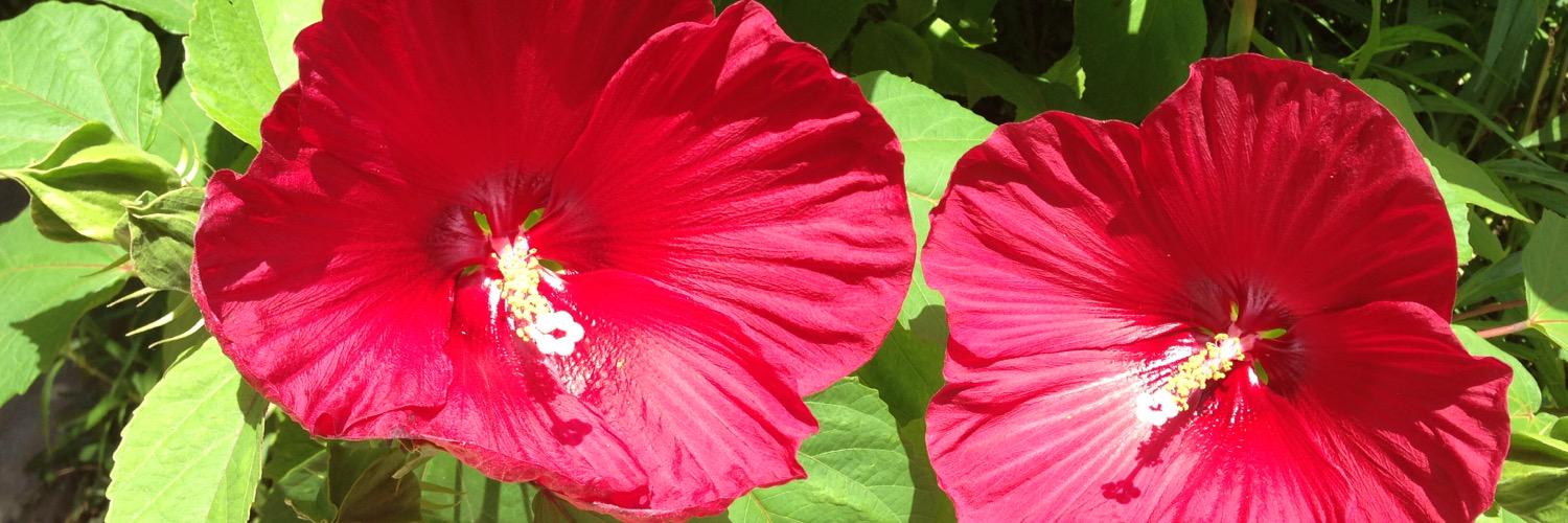 vilmita's profile banner image