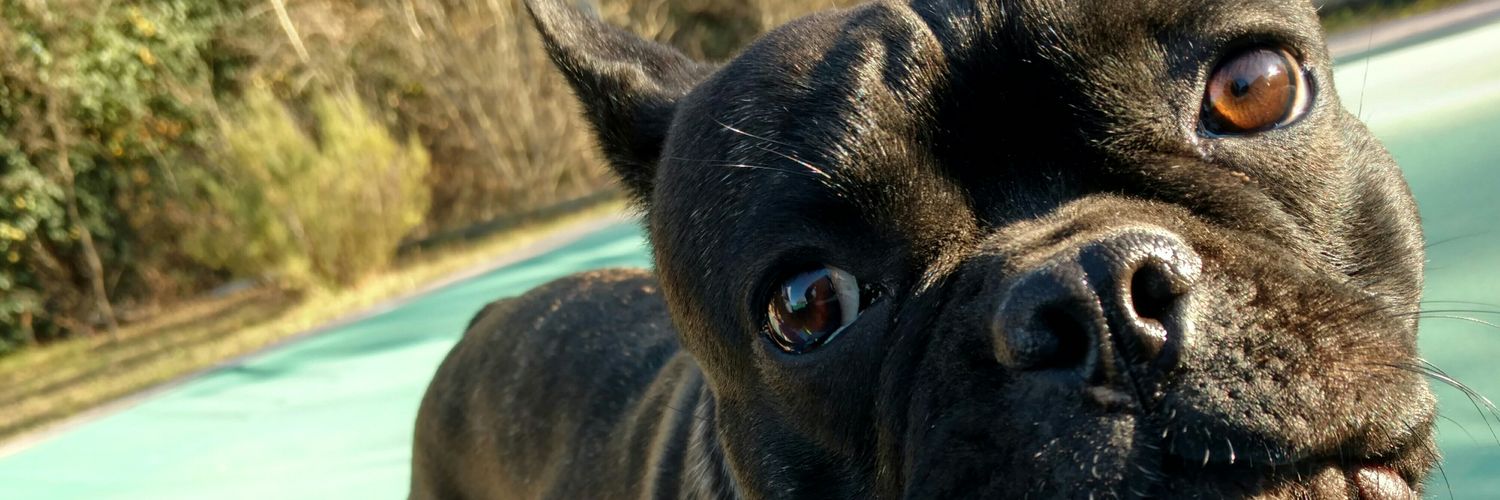 belugutiierrez's profile banner image