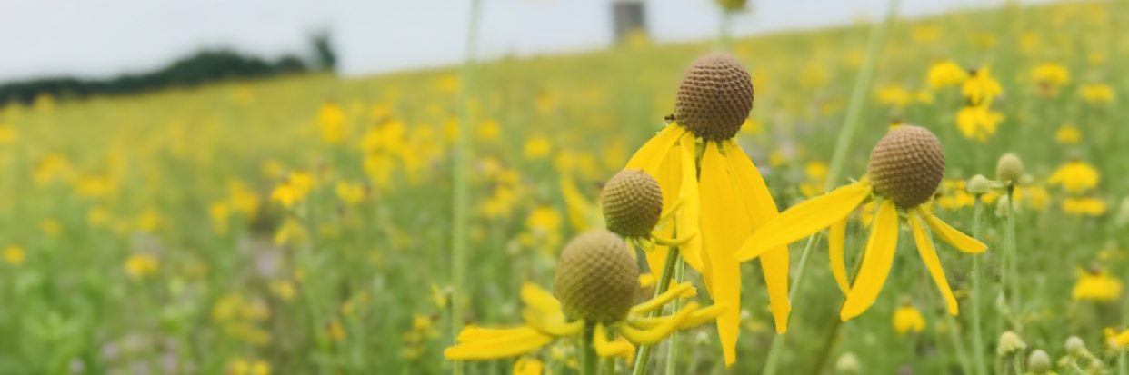 Jennifer Pickar banner