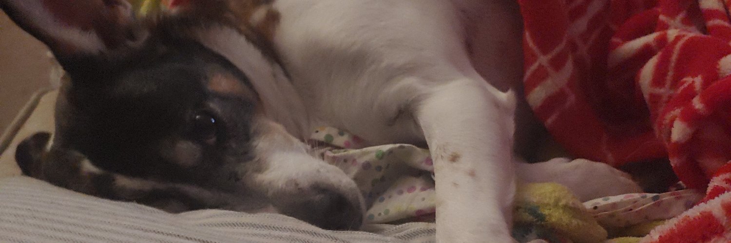 Bruj 🐀 banner