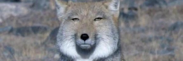 mashomoshaz Profile Banner