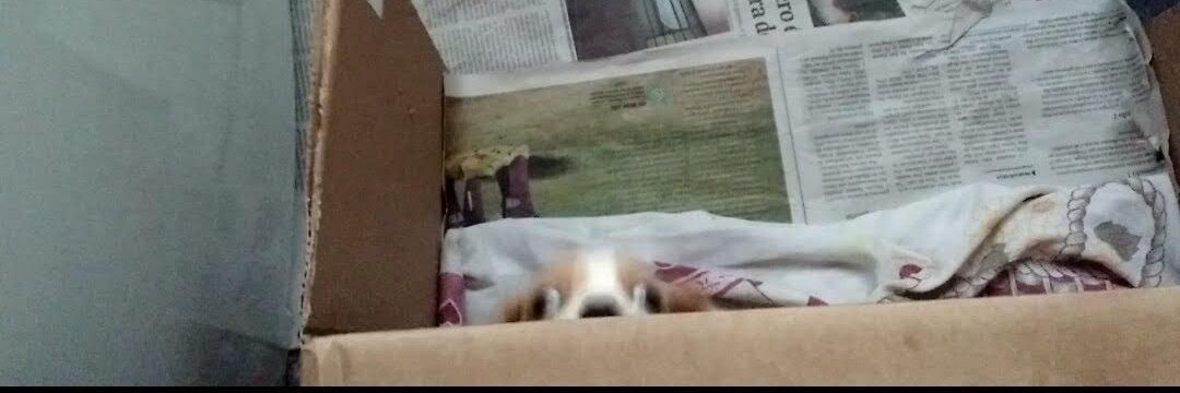 Jubileu G. Da Silva banner