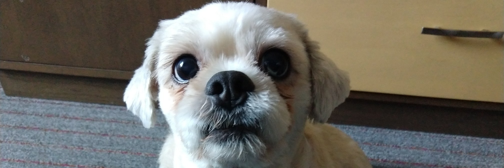 sumudu_lee's profile banner image