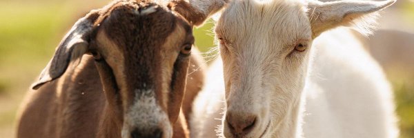 wheelspider_ Profile Banner