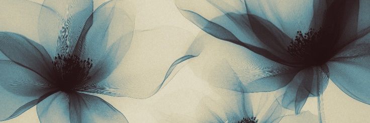 𝖭𝗂𝖼𝗈𝗅𝖾 𝖪𝗂𝖽𝗆𝖺𝗇 banner