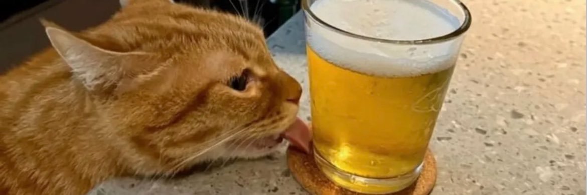 Throw the elbow! banner