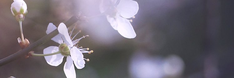jenfoxart's profile banner image