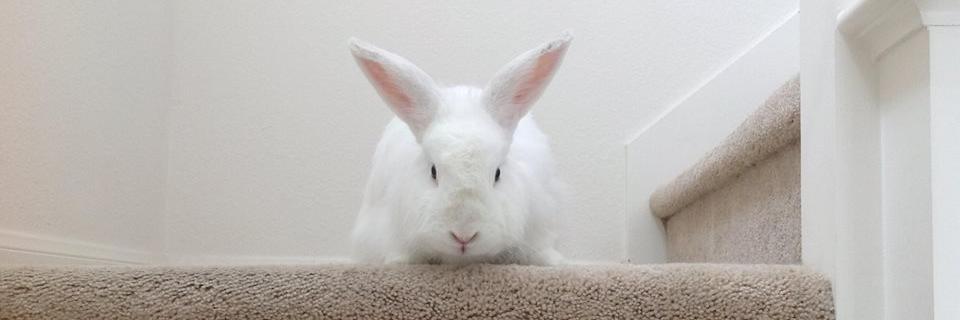 AmyInSanDiego's profile banner image