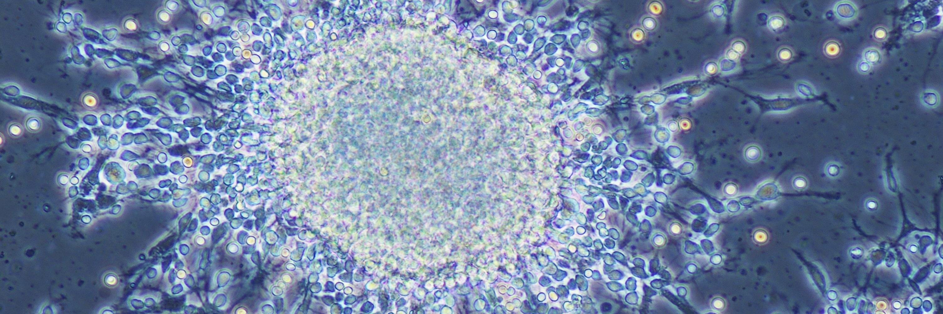 stemedica's profile banner image