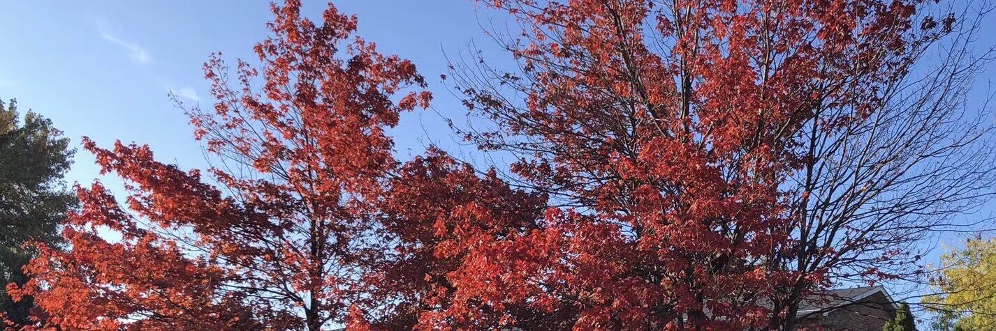 lynnccccxy's profile banner image