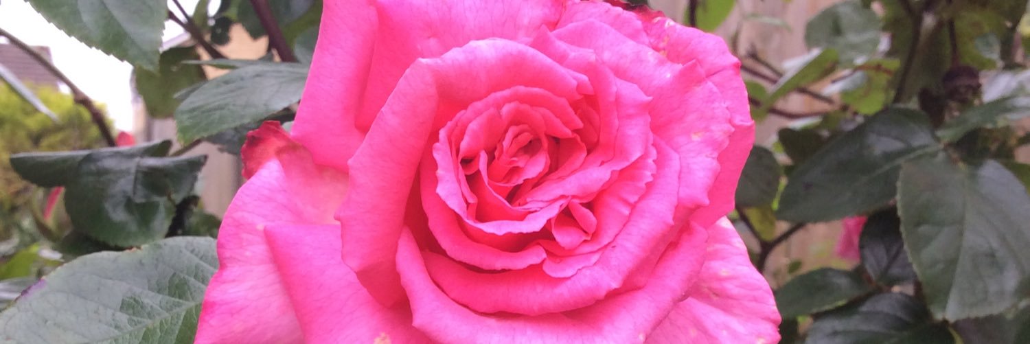 Natashacook2003's profile banner image