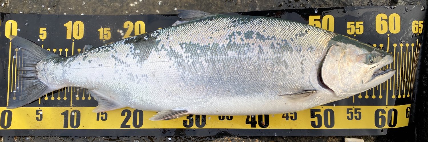 しょへ🎣釣りバカ🇰🇷ドラ好き🙌 banner