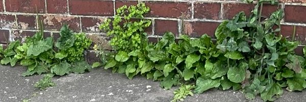 WeedsofLambeth Profile Banner