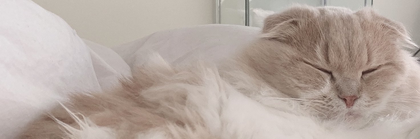 ❤︎ 𝓎𝓊𝓏𝓊 banner