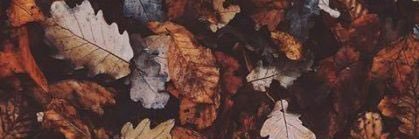 Pickyviicky's profile banner image