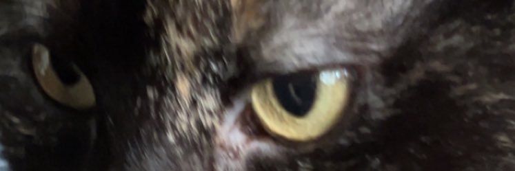 kychdi's profile banner image