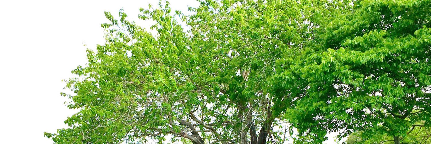kandayanari's profile banner image