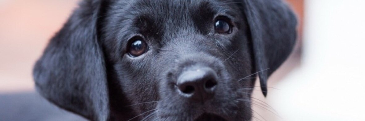 Toonetdog's profile banner image