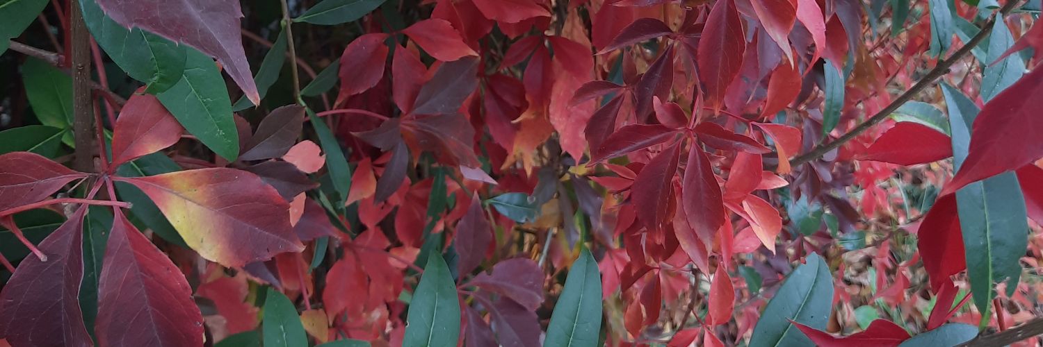 Spring Rosewood ⚘️🍃🪲 banner