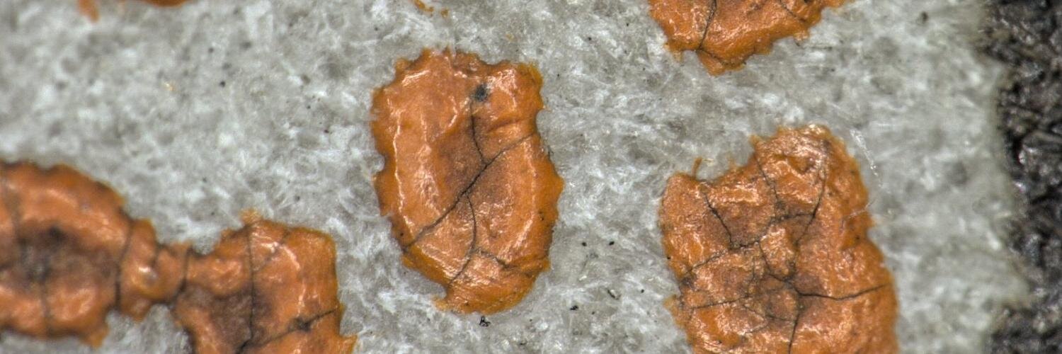 BL Collection Care banner