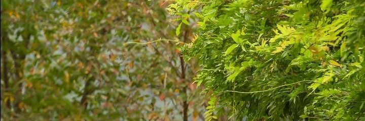 devraj_Tix's profile banner image