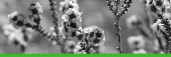 ATrioli's profile banner image