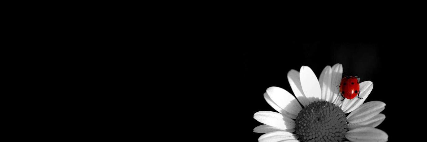 Missshude's profile banner image