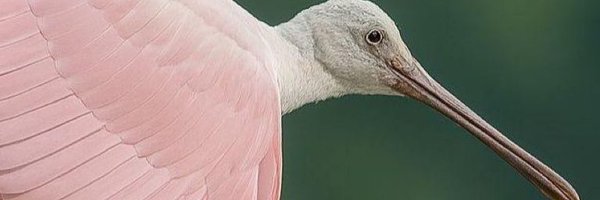 ambrlo Profile Banner