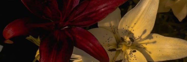 Dywiev's profile banner image