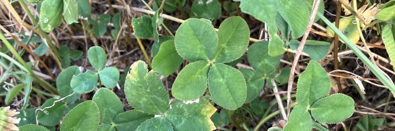 nickey11leaf's profile banner image