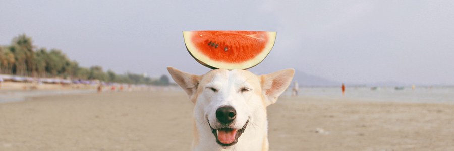 Emily MacKinnon banner