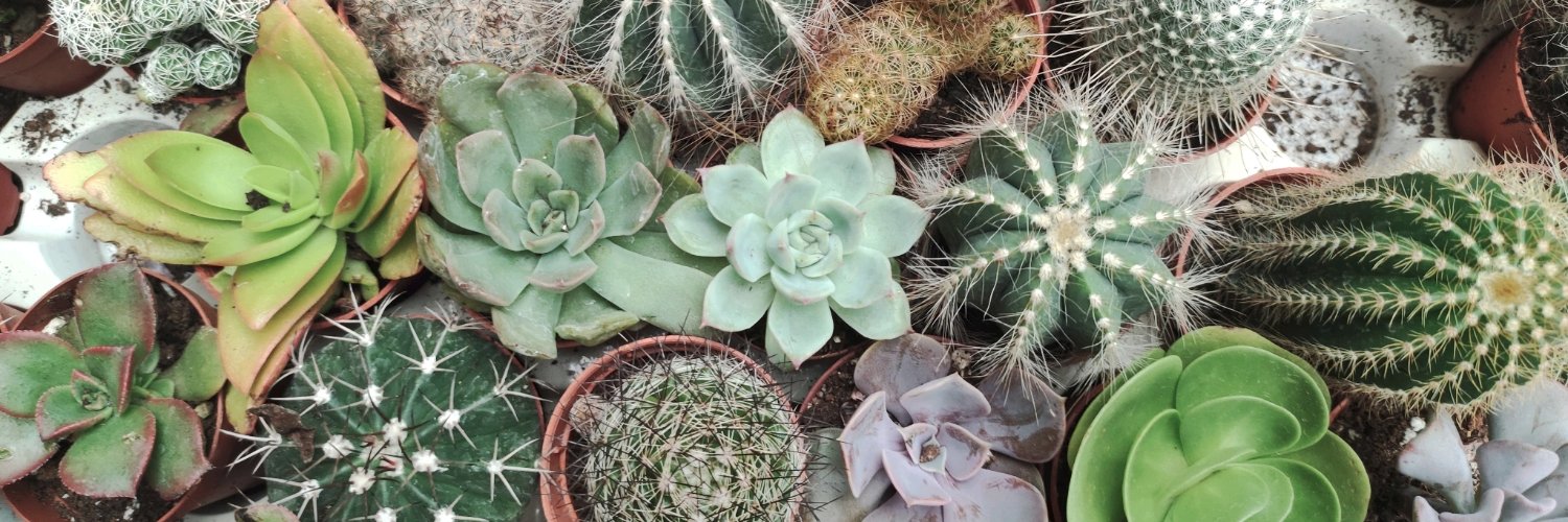 Newly Squared banner