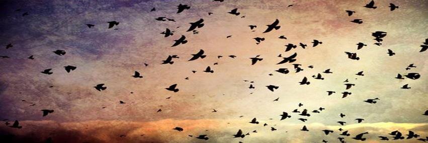 Ceciliasantos_'s profile banner image