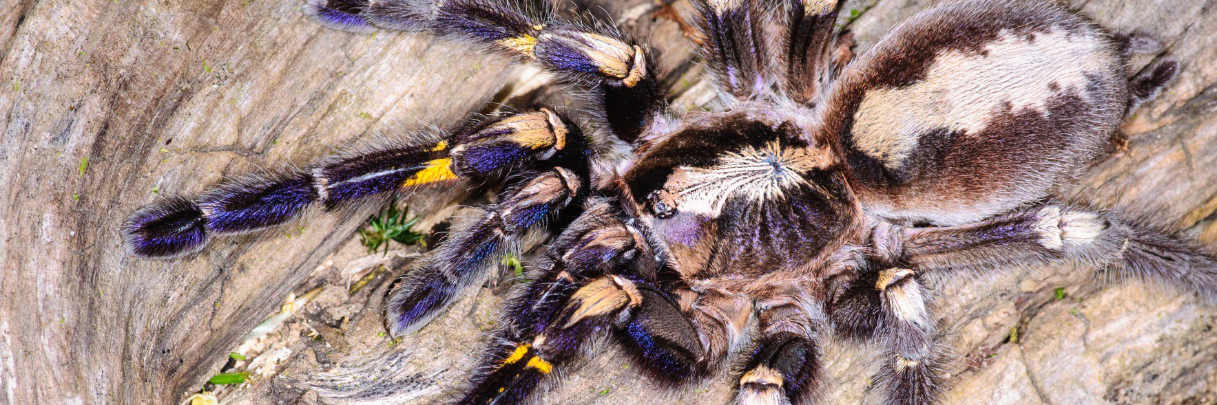 TarantulaSoc's profile banner image