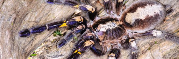 TarantulaSoc Profile Banner