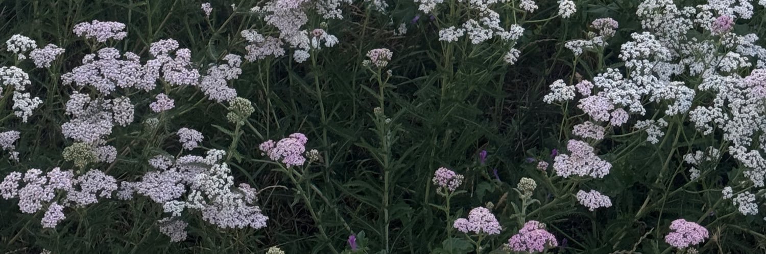 🦋 banner