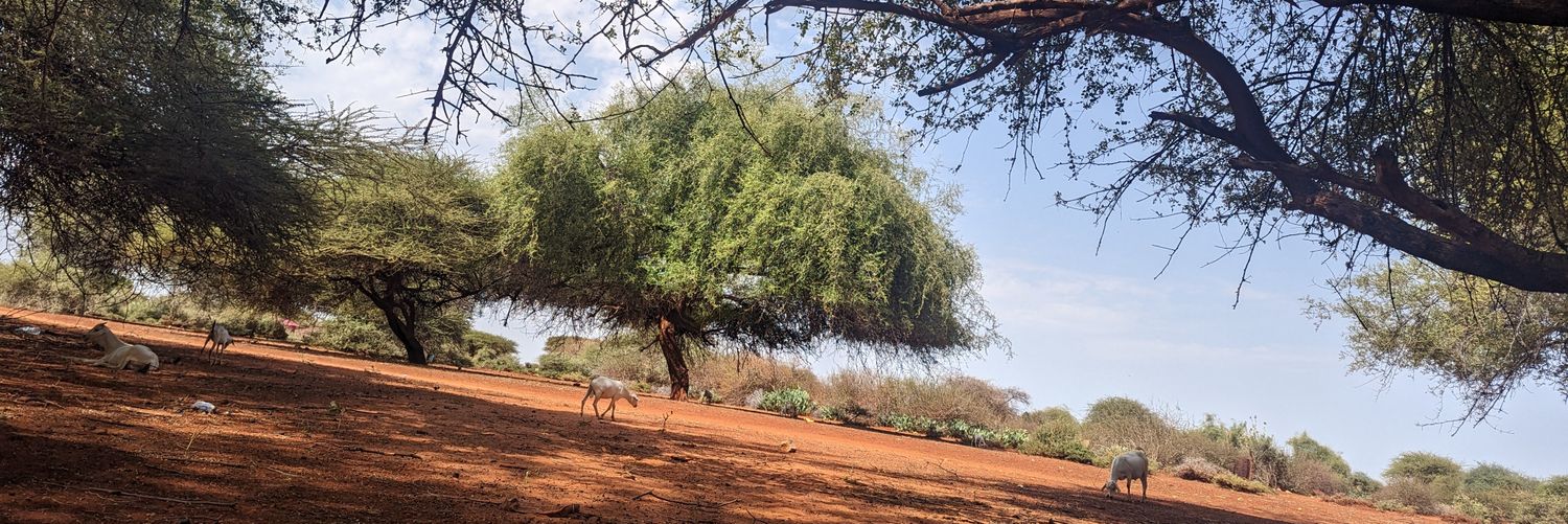 SINGAPOOR🦊🐺 banner
