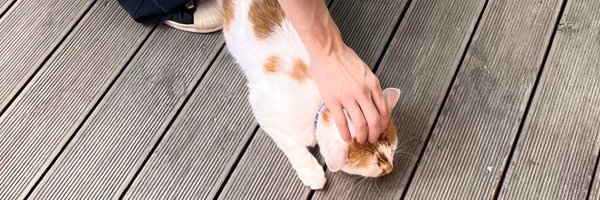 hanecchchi Profile Banner