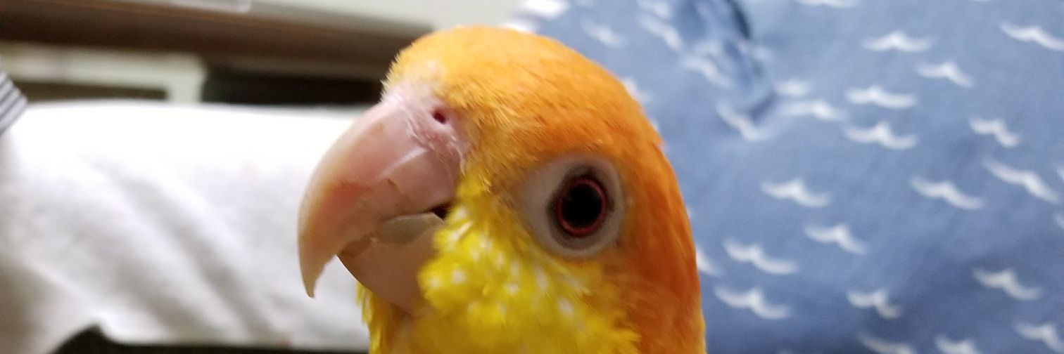 rinponconure's profile banner image