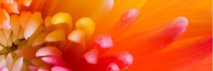 OwlsAndSunshine's profile banner image
