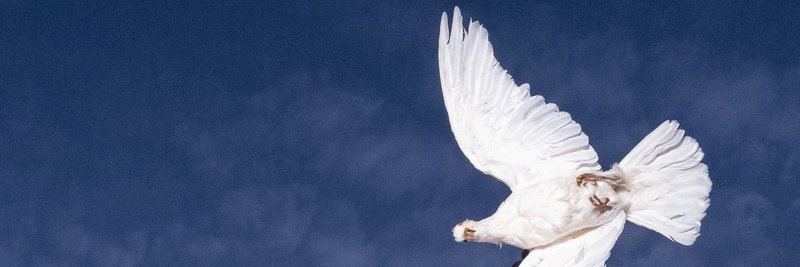 Hylo 🇵🇸 🇻🇪 🇨🇩 banner