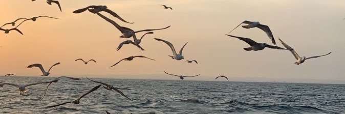 sarahalsaaif's profile banner image