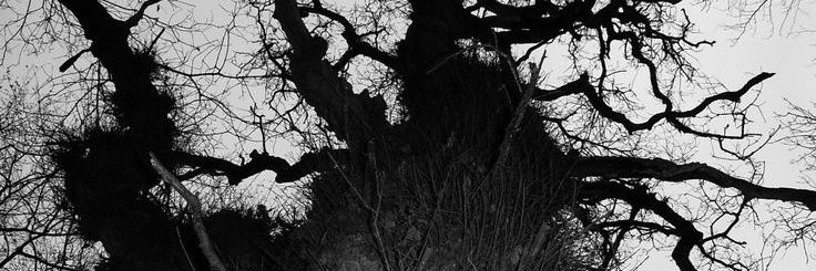martapossum's banner